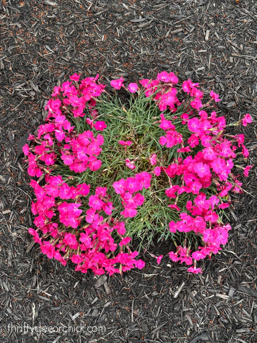 healthy pink dianthus